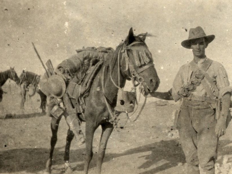 Horses image