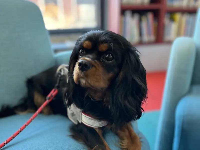 A dog with black and brown colouring and a red leash sitting on a blue chair, with a bookshelf in the background